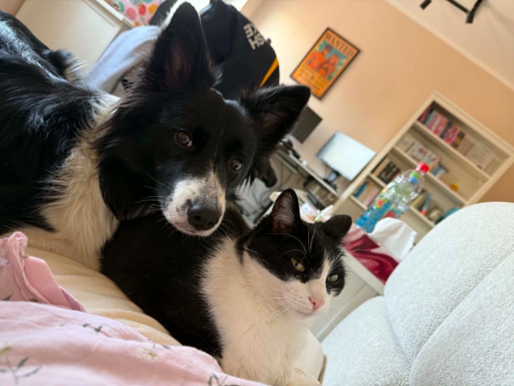 Kiara — border collie z kotem